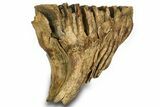 Fossil Woolly Mammoth Lower M Molar - Poland #372345-3